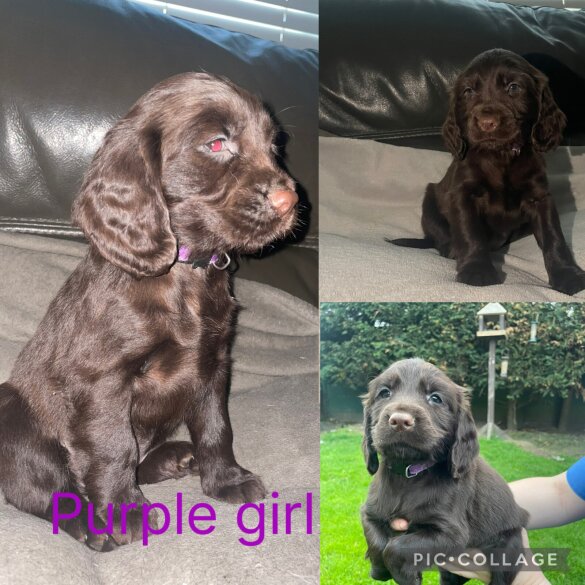 Sprocker Spaniel - Both