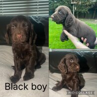 Sprocker Spaniel - Both