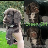 Sprocker Spaniel - Both