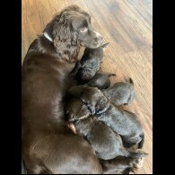 Sprocker Spaniel - Both