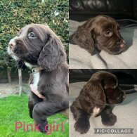 Sprocker Spaniel - Both