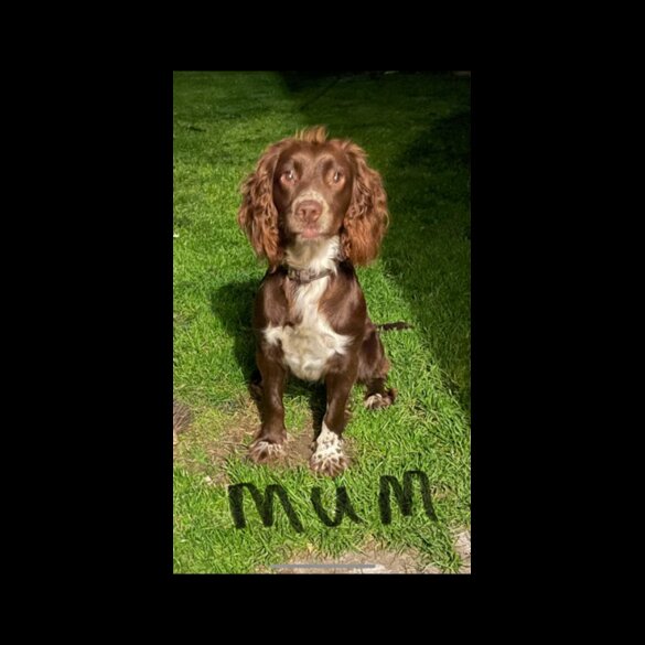 Sprocker Spaniel - Both
