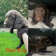 Sprocker Spaniel - Both