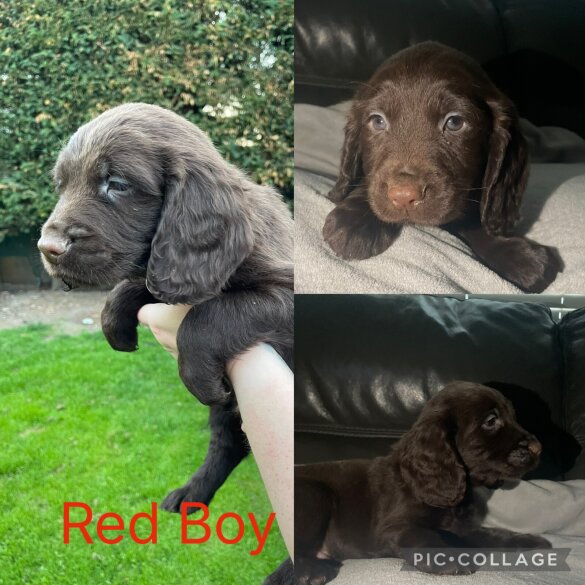 Sprocker Spaniel - Both