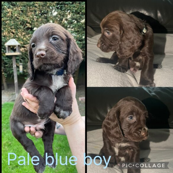 Sprocker Spaniel - Both