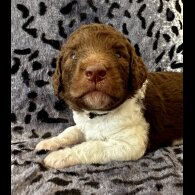 St Bernard - Both