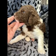 St Bernard - Both