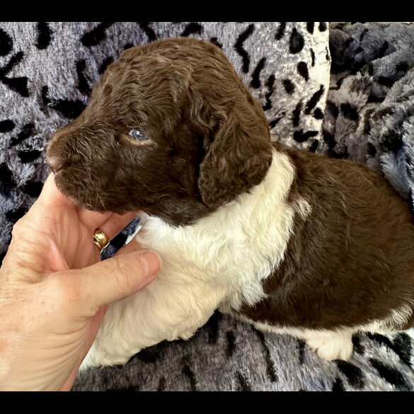 St Bernard - Both