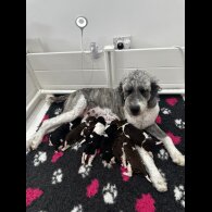 St Bernard - Both