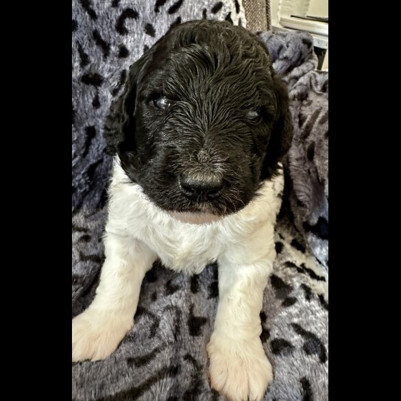 St Bernard - Both