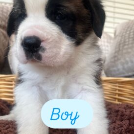St Bernard - Dogs