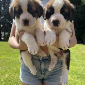 St Bernard - Dogs