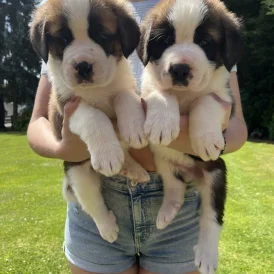 St Bernard - Dogs