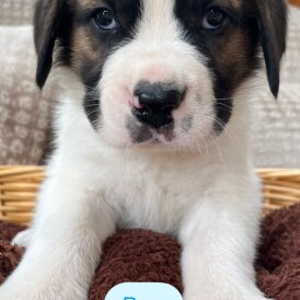 St Bernard - Dogs