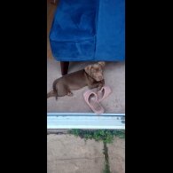 Mixed Breed - Dogs