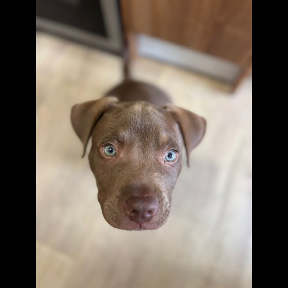 Mixed Breed - Dogs