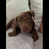 Mixed Breed - Dogs