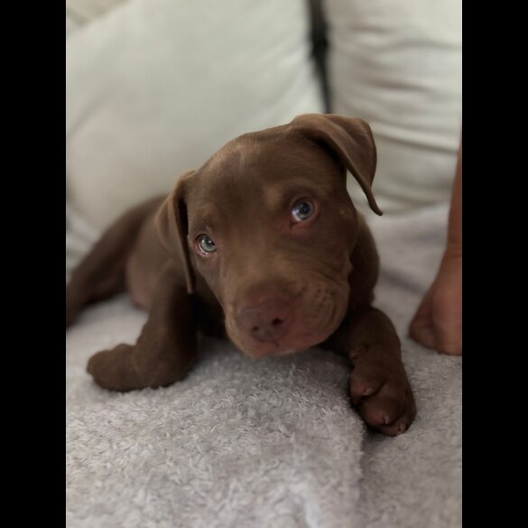 Mixed Breed - Dogs
