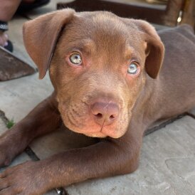 Mixed Breed - Dogs
