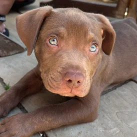 Mixed Breed - Dogs