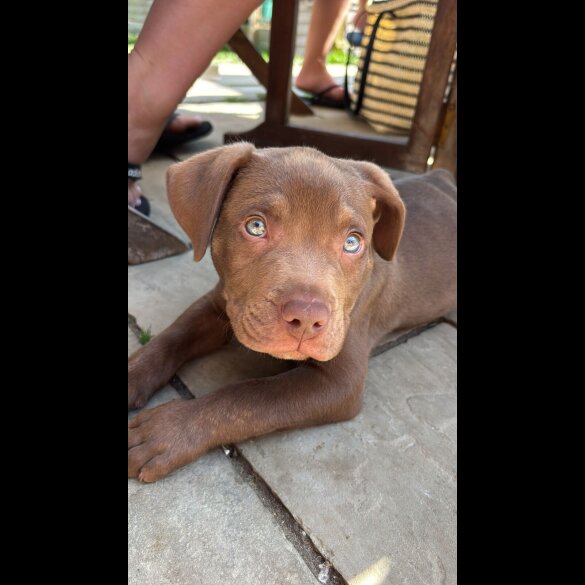 Mixed Breed - Dogs