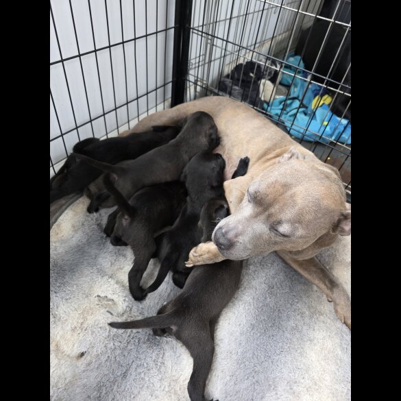Mixed Breed - Both