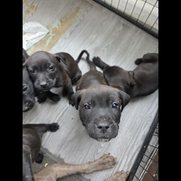 Mixed Breed - Both