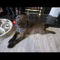 Mixed Breed - Both
