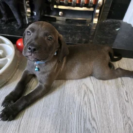 Mixed Breed - Both