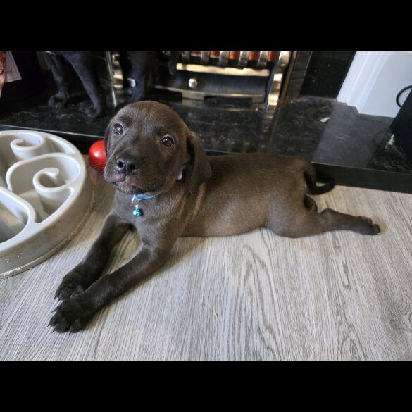 Mixed Breed - Both