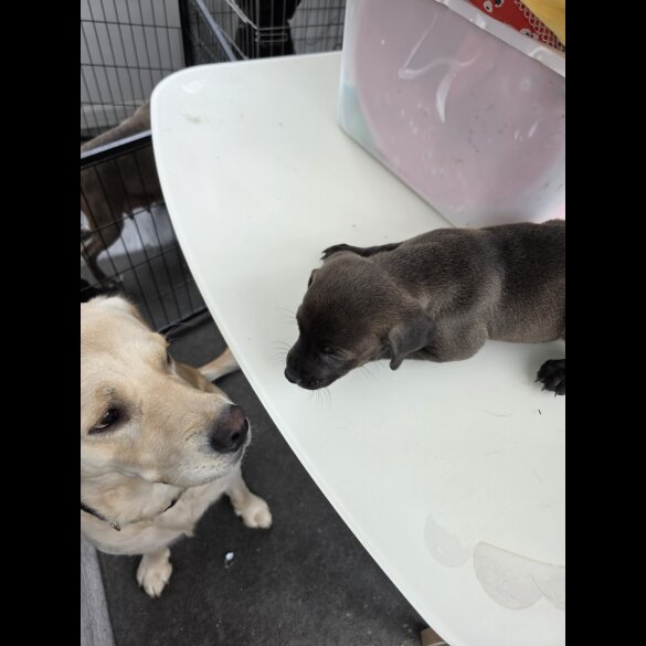 Mixed Breed - Both