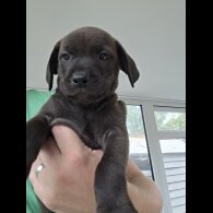 Mixed Breed - Both