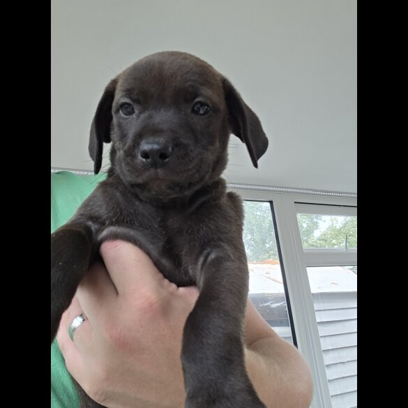 Mixed Breed - Both