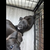 Mixed Breed - Both