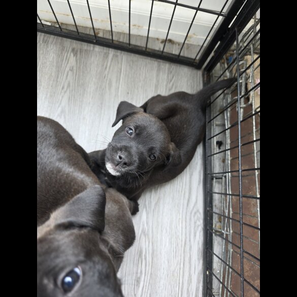 Mixed Breed - Both