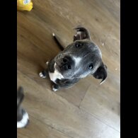 Staffordshire Bull Terrier - Dogs