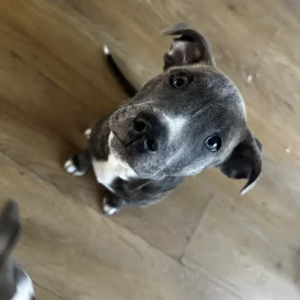 Staffordshire Bull Terrier - Dogs