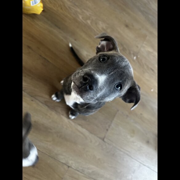 Staffordshire Bull Terrier - Dogs