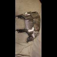 Staffordshire Bull Terrier - Dogs