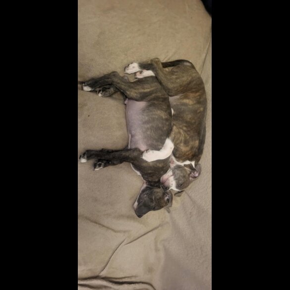 Staffordshire Bull Terrier - Dogs