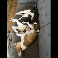 Staffordshire Bull Terrier - Dogs
