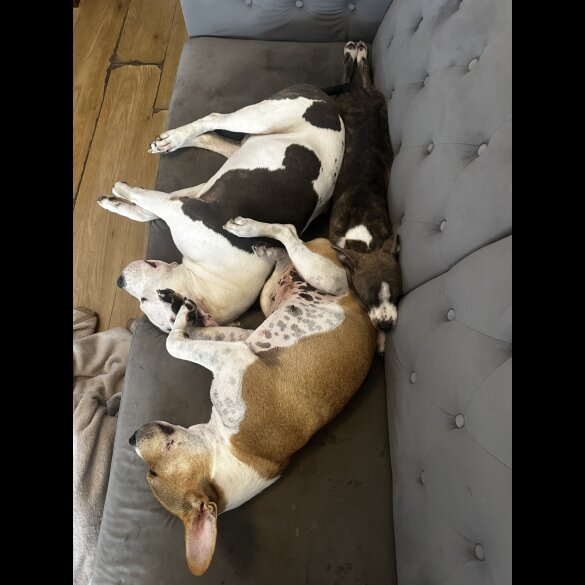 Staffordshire Bull Terrier - Dogs