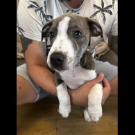 Staffordshire Bull Terrier - Dogs