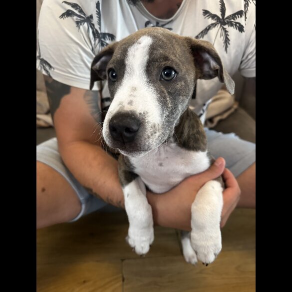 Staffordshire Bull Terrier - Dogs