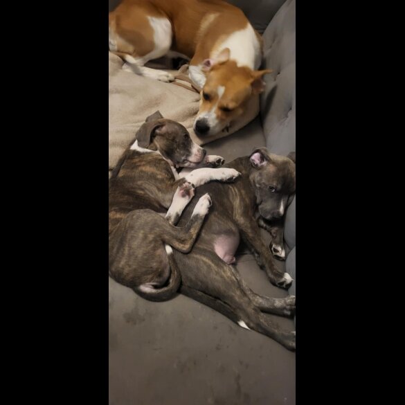 Staffordshire Bull Terrier - Dogs