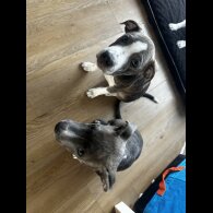 Staffordshire Bull Terrier - Dogs
