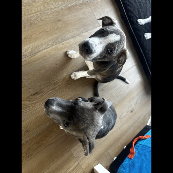 Staffordshire Bull Terrier - Dogs