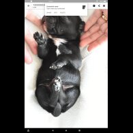 Staffordshire Bull Terrier - Both