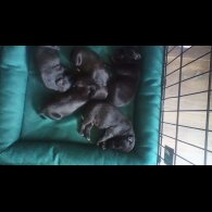 Staffordshire Bull Terrier - Both