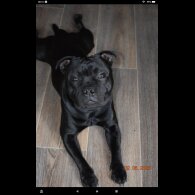 Staffordshire Bull Terrier - Both